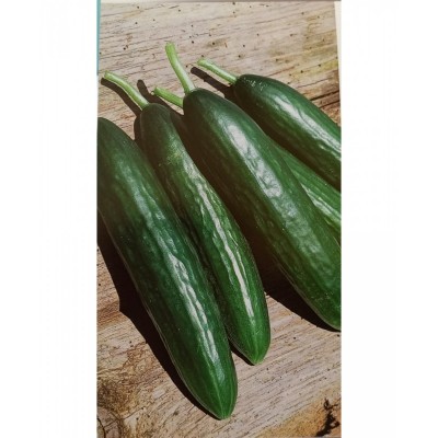 Αγγούρι κοντό MURAT F1 