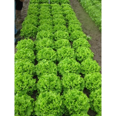 Μαρούλι Curly Star 5000 PILLS