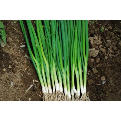 Κρεμμύδι (Πρασσοκρέμμυδο) LONG TOKYO 500γρ.